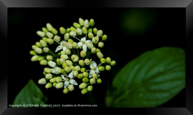 Ant On A Plant - Red Osier Dogwood Framed Print by STEPHEN THOMAS