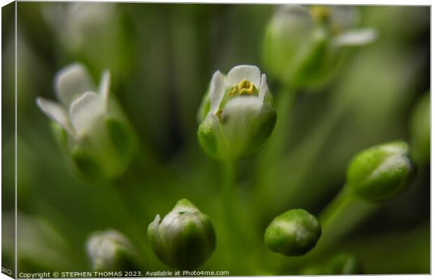 Pretty Close To Pennycress Canvas Print by STEPHEN THOMAS