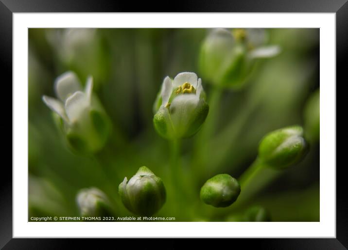 Pretty Close To Pennycress Framed Mounted Print by STEPHEN THOMAS