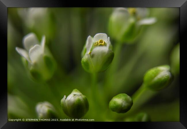 Pretty Close To Pennycress Framed Print by STEPHEN THOMAS