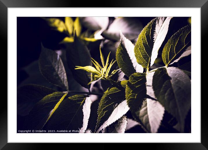 Dark Green Elderberry Foliage Abstract Framed Mounted Print by Imladris 