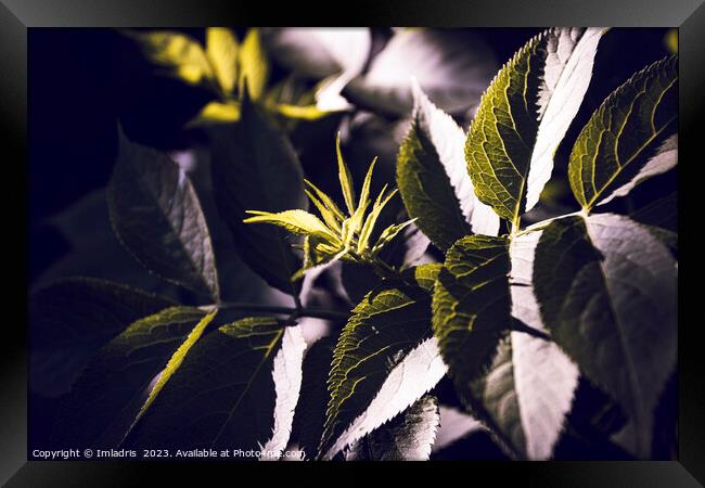 Dark Green Elderberry Foliage Abstract Framed Print by Imladris 