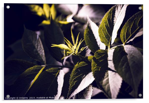 Dark Green Elderberry Foliage Abstract Acrylic by Imladris 