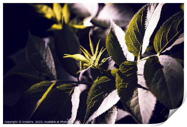Dark Green Elderberry Foliage Abstract Print by Imladris 