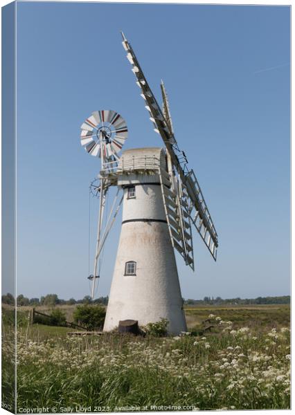 Thurne Mill in late spring, Norfolk Canvas Print by Sally Lloyd