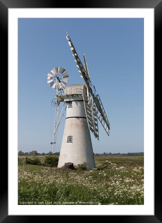 Thurne Mill in late spring, Norfolk Framed Mounted Print by Sally Lloyd