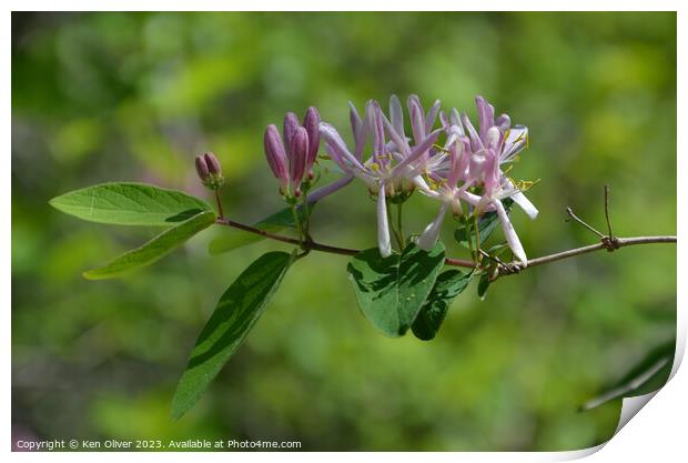 Enchanting Honeysuckle: A Floral Delight Print by Ken Oliver