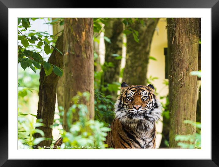 Tiger in the trees Framed Mounted Print by Alan Dunnett