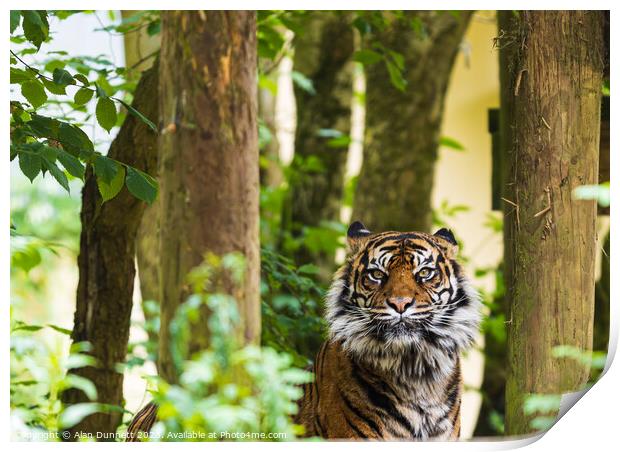 Tiger in the trees Print by Alan Dunnett