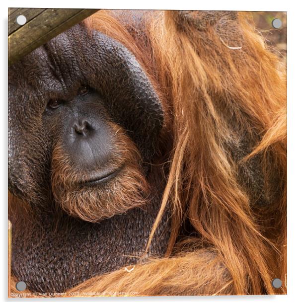 Intense gaze of a primate Acrylic by Alan Dunnett