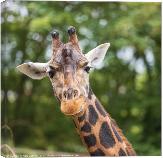 Giraffe with a quizical look Canvas Print by Alan Dunnett