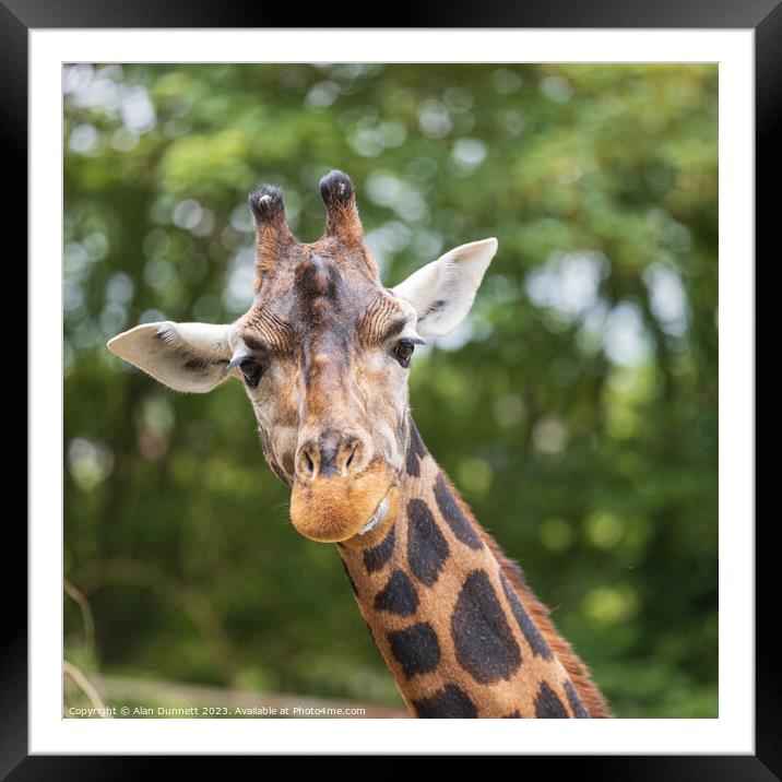 Giraffe with a quizical look Framed Mounted Print by Alan Dunnett