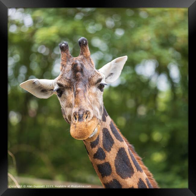 Giraffe with a quizical look Framed Print by Alan Dunnett