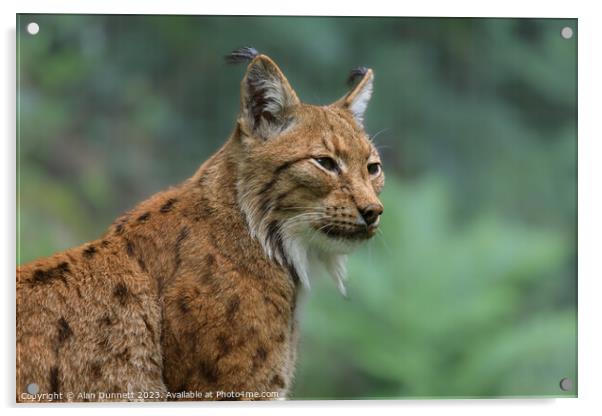 Regal Lynx overlooking the Grasslands Acrylic by Alan Dunnett