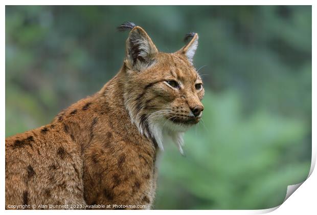 Regal Lynx overlooking the Grasslands Print by Alan Dunnett