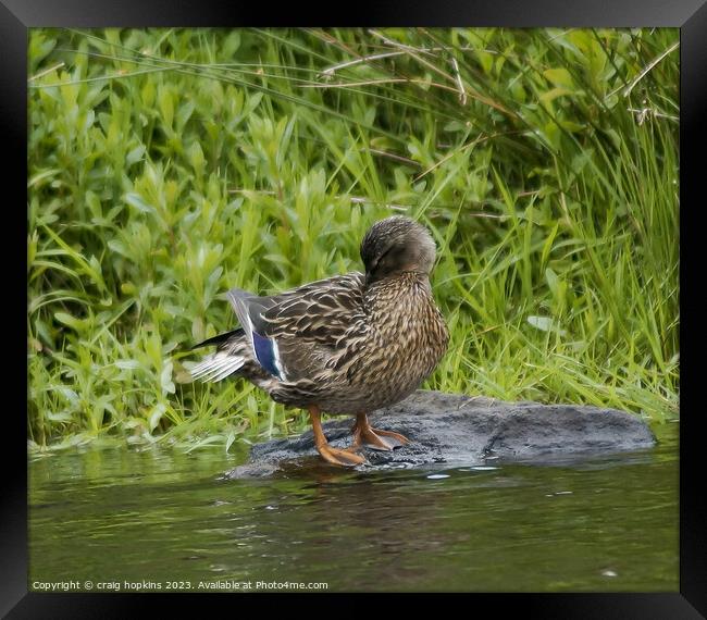 Shy Duck Framed Print by craig hopkins