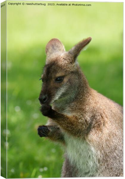 Red-necked Wallaby Basking in Sunlight Canvas Print by rawshutterbug 