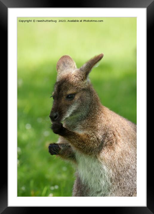 Red-necked Wallaby Basking in Sunlight Framed Mounted Print by rawshutterbug 