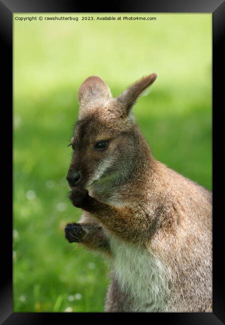 Red-necked Wallaby Basking in Sunlight Framed Print by rawshutterbug 