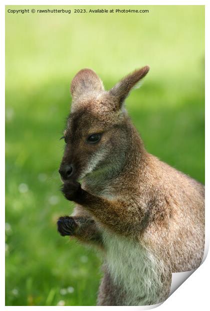 Red-necked Wallaby Basking in Sunlight Print by rawshutterbug 