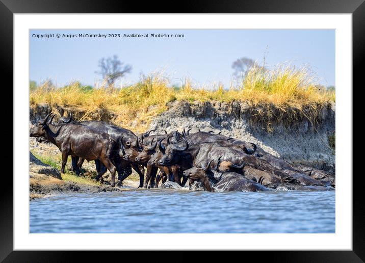 African buffalo on the Chobe River, Botswana Framed Mounted Print by Angus McComiskey