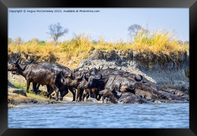 African buffalo on the Chobe River, Botswana Framed Print by Angus McComiskey
