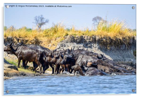 African buffalo on the Chobe River, Botswana Acrylic by Angus McComiskey