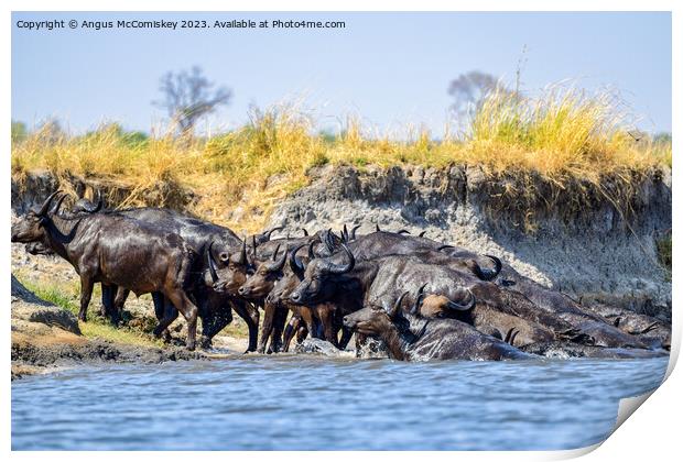 African buffalo on the Chobe River, Botswana Print by Angus McComiskey