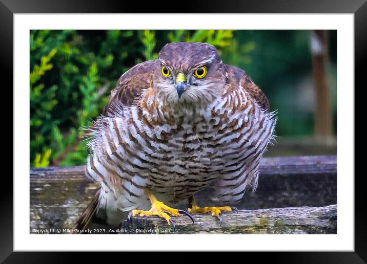 Sparrowhawk Stare Framed Mounted Print by Mike Grundy