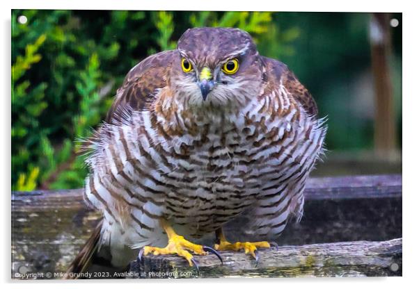 Sparrowhawk Stare Acrylic by Mike Grundy
