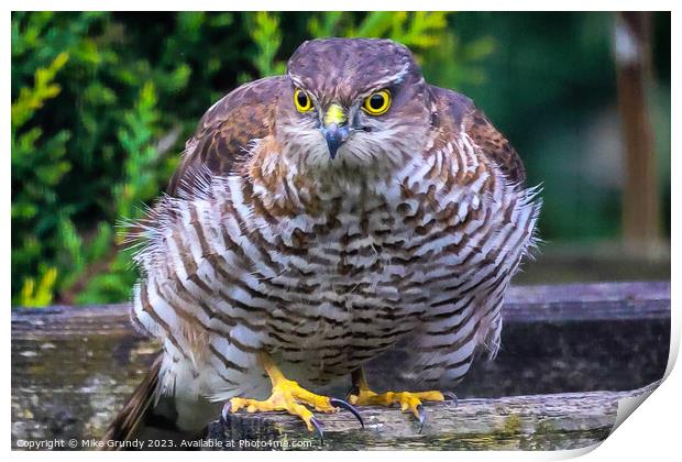 Sparrowhawk Stare Print by Mike Grundy