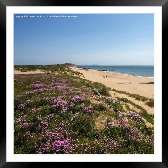 Sea Thrift above Southbourne beach Framed Mounted Print by Derek Daniel