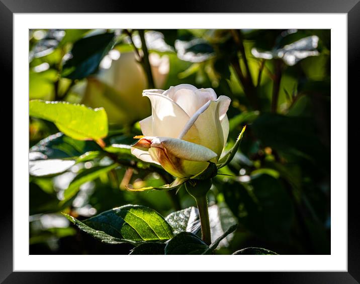White Beauty Framed Mounted Print by Gerry Walden LRPS
