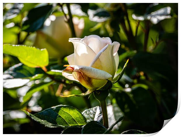 White Beauty Print by Gerry Walden LRPS