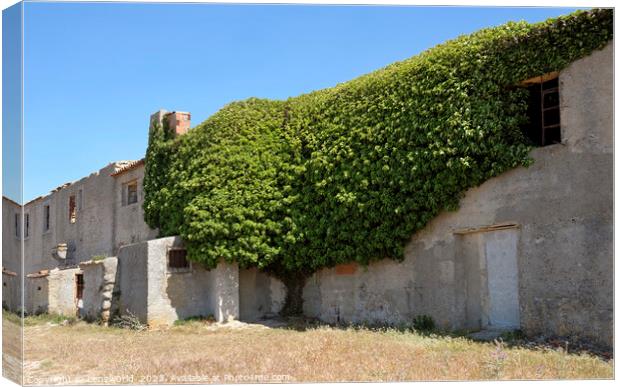 Tree house - Ivy plant growing around an abandoned building Canvas Print by Lensw0rld 