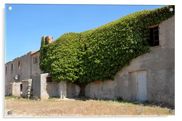 Tree house - Ivy plant growing around an abandoned building Acrylic by Lensw0rld 