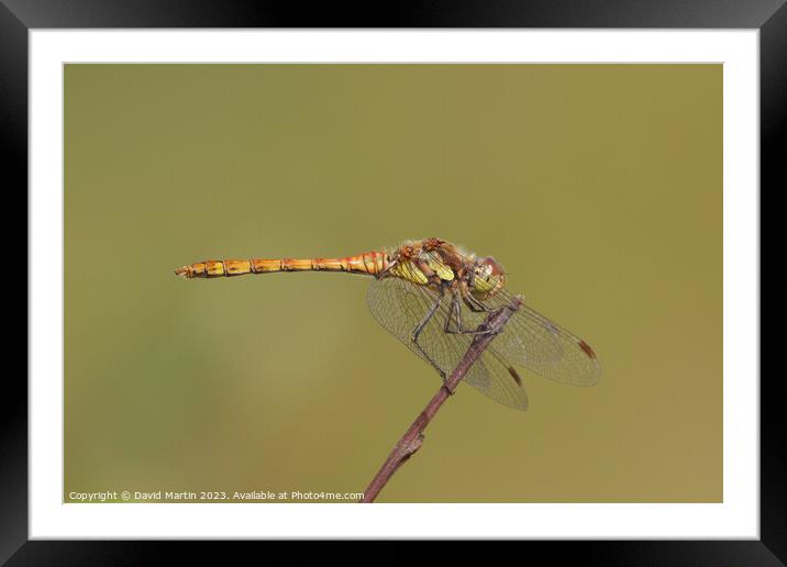 Dragonfly on plant stem. Framed Mounted Print by David Martin