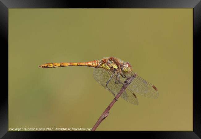 Dragonfly on plant stem. Framed Print by David Martin