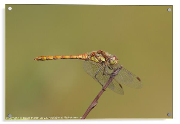 Dragonfly on plant stem. Acrylic by David Martin