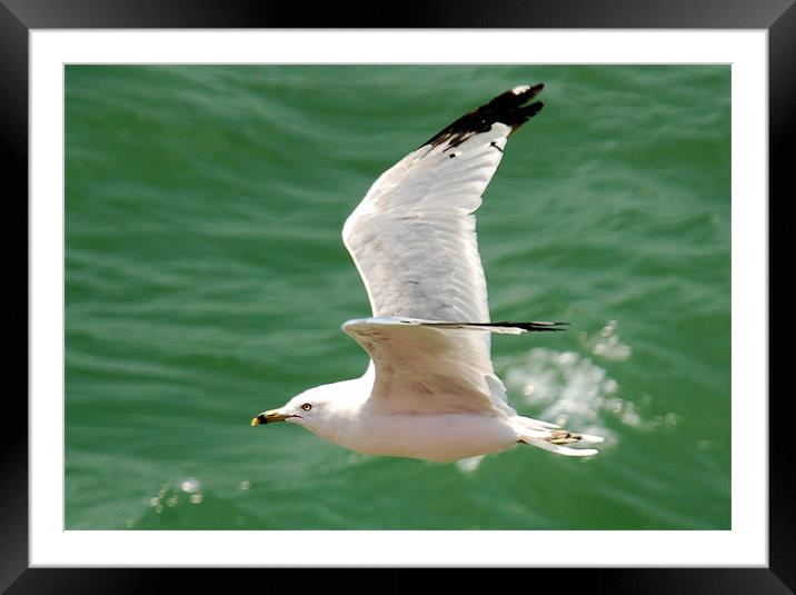 Ringed-Beak Seagull Framed Mounted Print by Kathleen Stephens