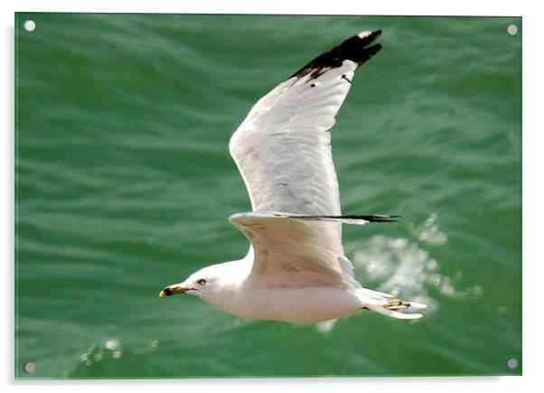 Ringed-Beak Seagull Acrylic by Kathleen Stephens