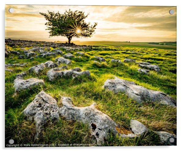 Eden Valley Lone Tree Acrylic by Mark Hetherington