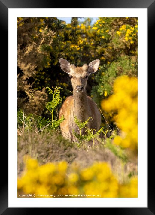 Deer Amongst Gorse  Framed Mounted Print by Steve Grundy