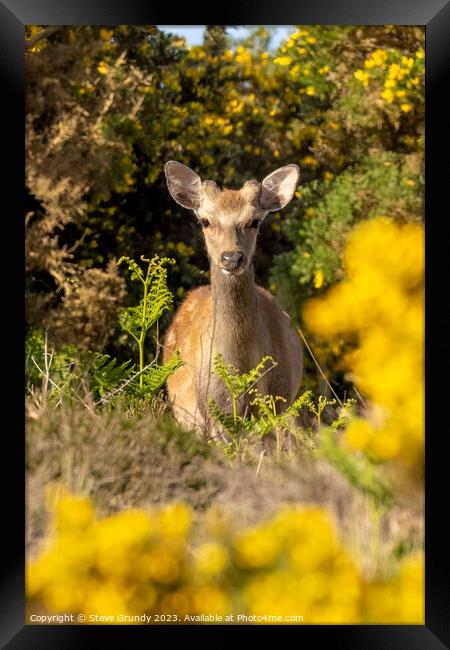 Deer Amongst Gorse  Framed Print by Steve Grundy