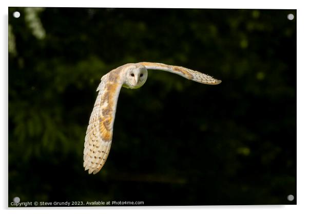 Barn Owl Acrylic by Steve Grundy