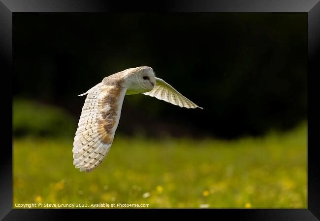 Barn Owl Hunting in Lush Green Field Framed Print by Steve Grundy
