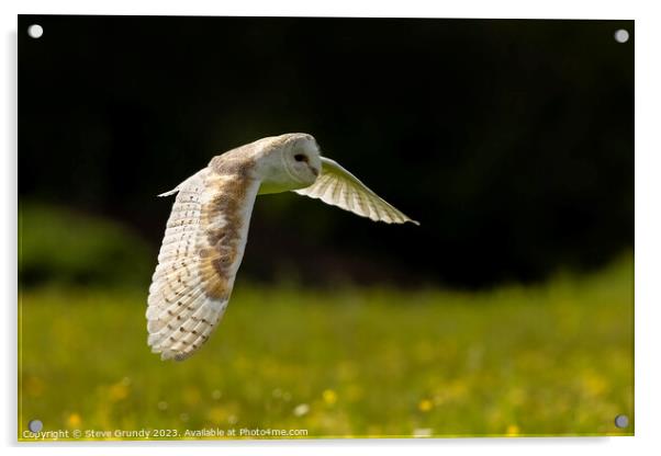 Barn Owl Hunting in Lush Green Field Acrylic by Steve Grundy