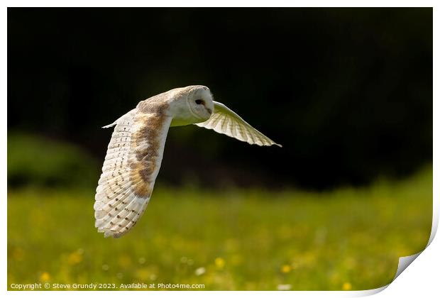 Barn Owl Hunting in Lush Green Field Print by Steve Grundy