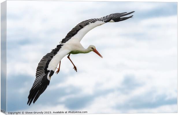Graceful Stork in Flight Canvas Print by Steve Grundy