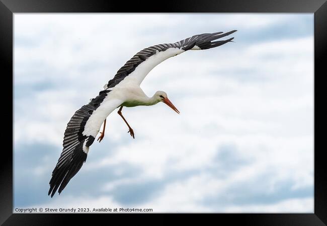 Graceful Stork in Flight Framed Print by Steve Grundy